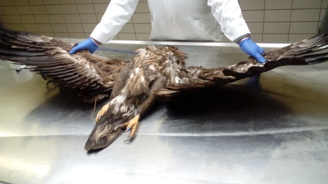 Examination of a white-tailed eagle in the WBVR autopsy room.