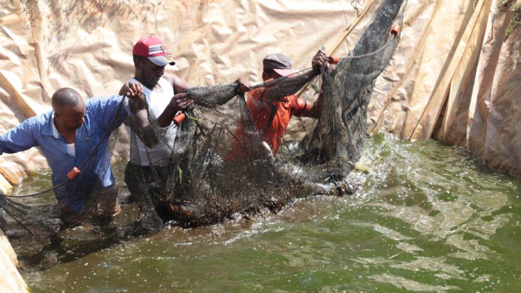 Fish farmers in the countryside. Photo: Charles Mbauni Kanyuguto