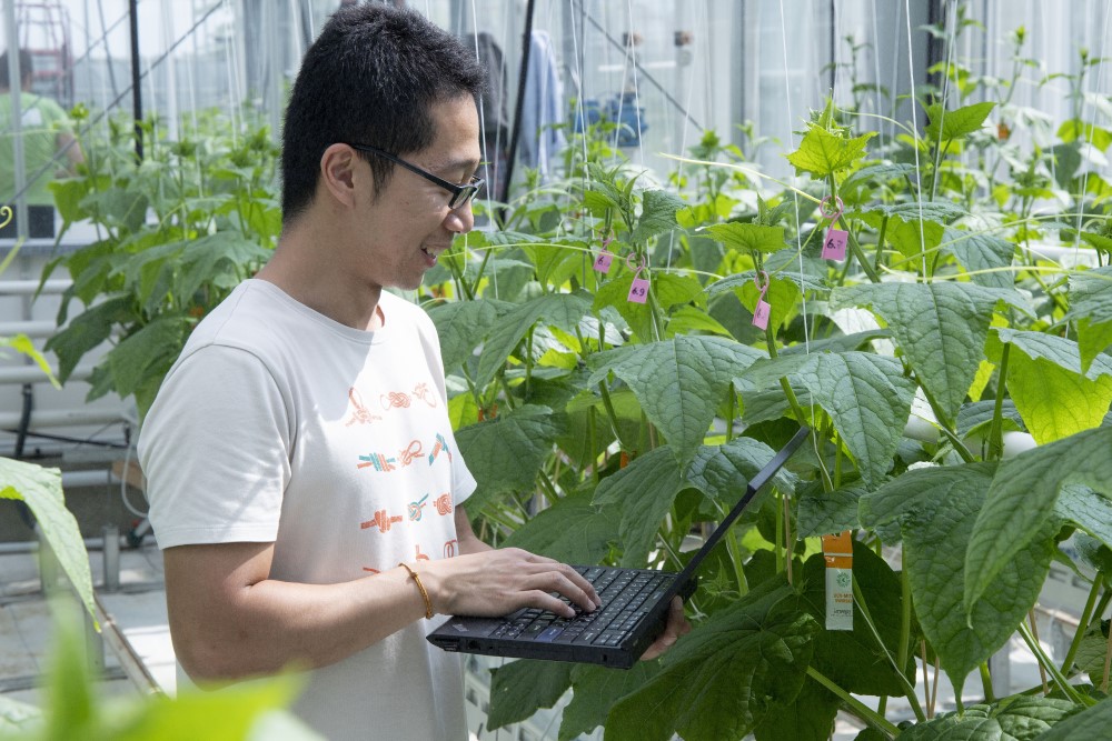 One of the members of the Chinese team in the AiCU preparing the greenhouse experiment with cucumbers during the Autonomous Greenhouse Challenge 2018. Photo: Silke Hemming