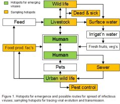 Transmission routes of zoonotic viruses between people, wastewater, urban wildlife, food and feed 