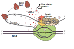 Type III CRISPR-Cas systems bind target RNAs, produce signalling molecules (cOAs) and activate other enzymatic proteins (Csm6/Csx1).