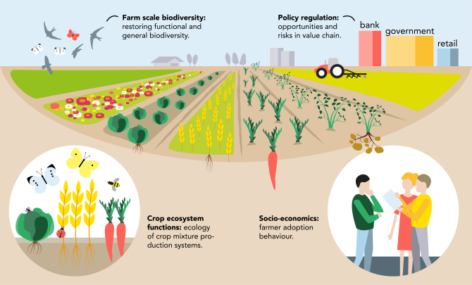 The trans-disciplinary research programme CropMix connects ecology, agronomy, socio-economics and transition studies.