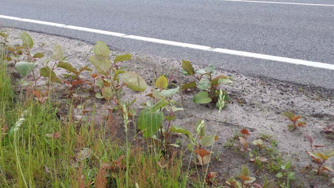 Re-growth of Japanese knotweed in roadside verges after the top layer has been milled away.