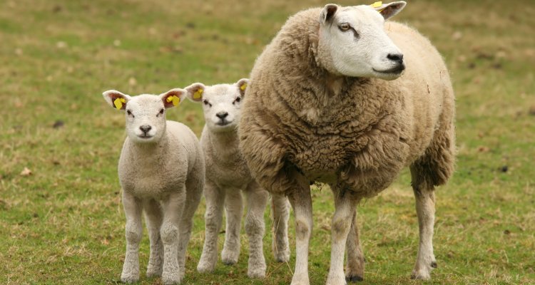 Het Schmallenbergvirus kan kleine herkauwers zoals schapen besmetten