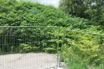 A big patch of Japanese knotweed growing on a railway embankment.