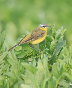 Yellow wagtail on ERF field beans